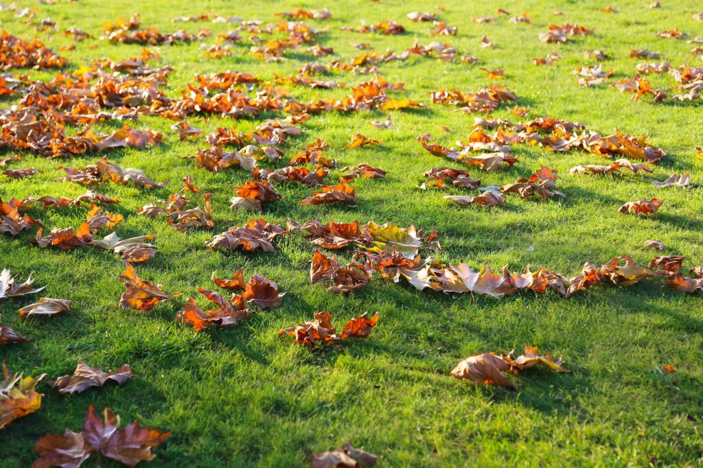 Dry fallen leaves from trees on a green lawn