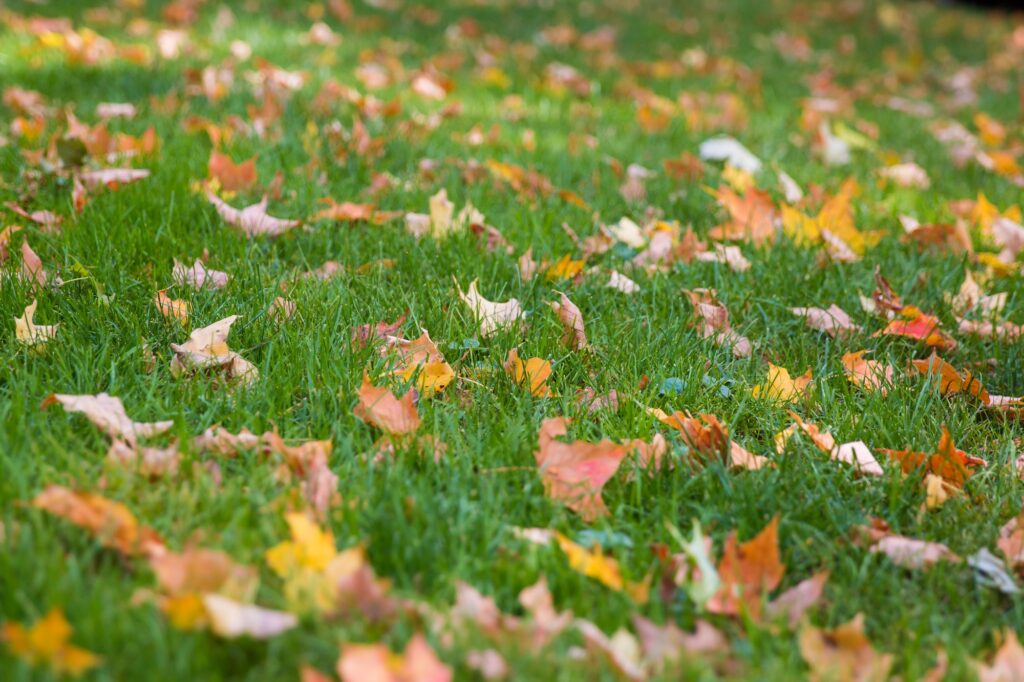 Green grass with fall colored leaves all over